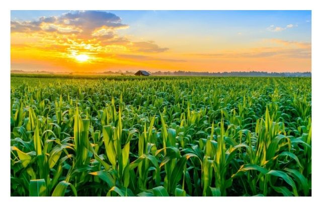 Kukurydza SL Enormo F1 50 tyś C1 Optiplus Saatbau