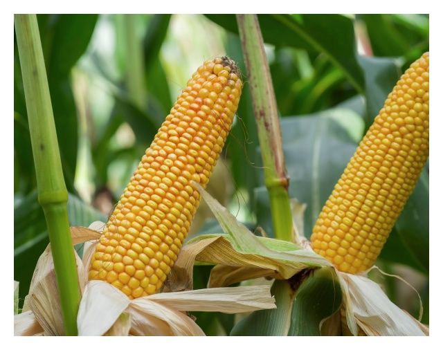 Kukurydza SM Wawel 50 tyś C1 Korit HR Smolice