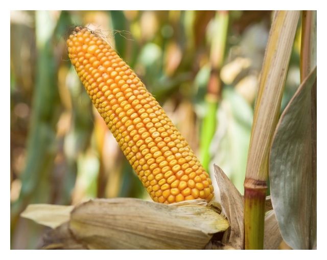 Kukurydza SM Vistula 50 tyś C1 Korit HR Smolice