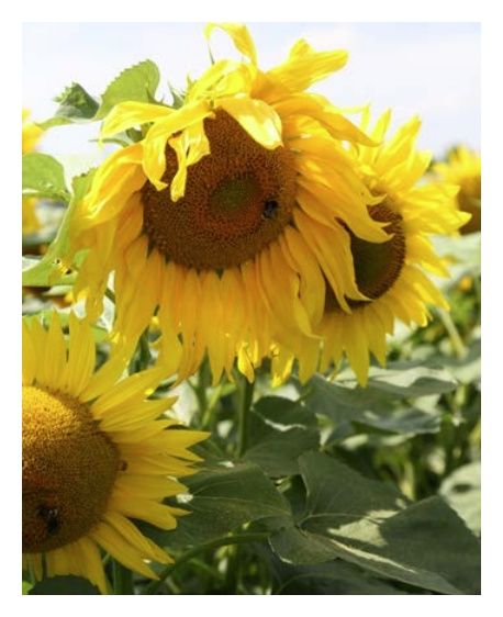 Słonecznik Celso 150 tyś C1 Strube