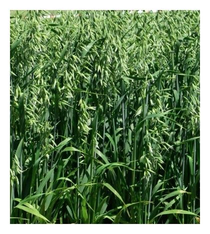 Owies jary Kozak C1 BB 1000 Kg