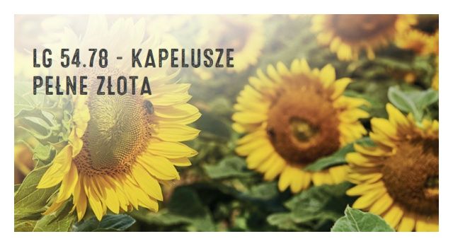 Słonecznik LG 54.78 150 tyś C1 Limagrain