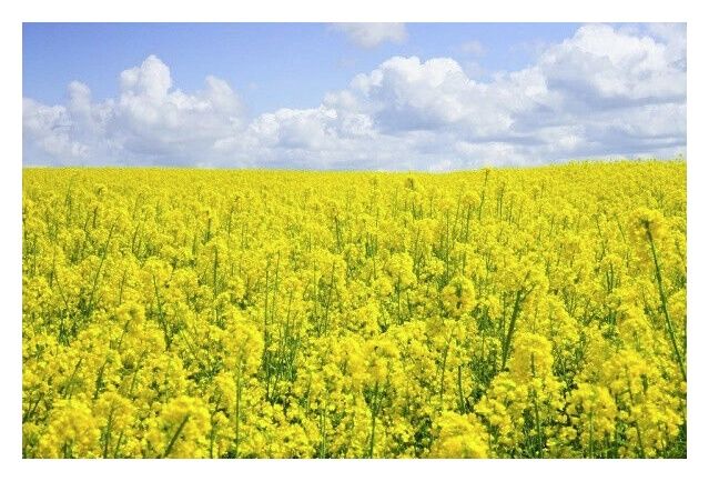 Rzepak ozimy Beatrix CL F1 C1 Scenic Gold Rapool