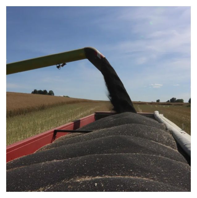 Rzepak ozimy Lauros F1 C1 Buteo Start KWS