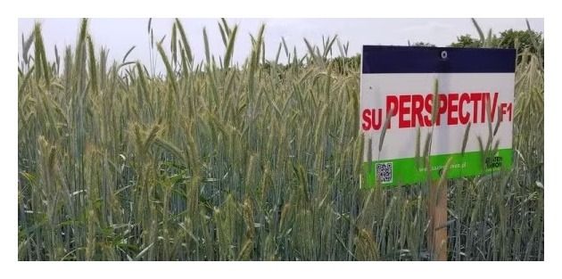 Żyto ozime SU Perspectiv F1 1 mln nasion C1 Saaten Union