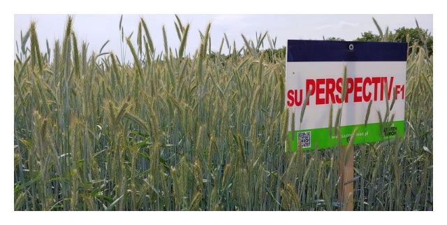 Żyto ozime SU Perspectiv F1 12 mln nasion C1 Saaten Union