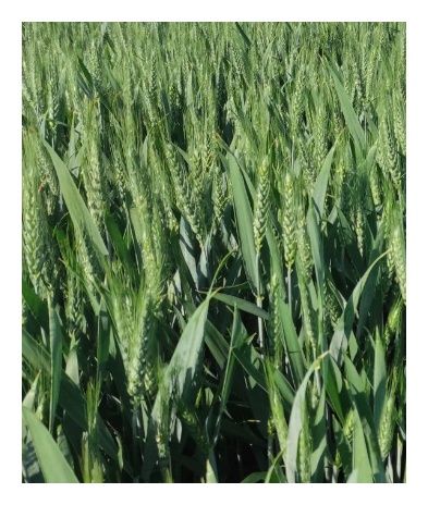 Pszenica zwyczajna ozima C1 BB 1000Kg Foxx 