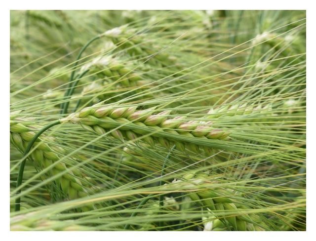 Jęczmień ozimy SU Midnight C1 BB 1000Kg Saaten Union