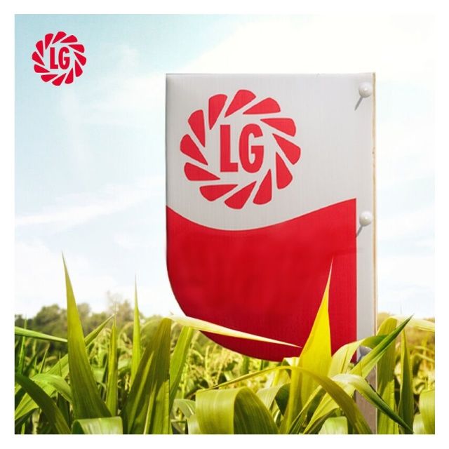 Kukurydza LG 32.257 F1 50 tyś C1 Korit Limagrain