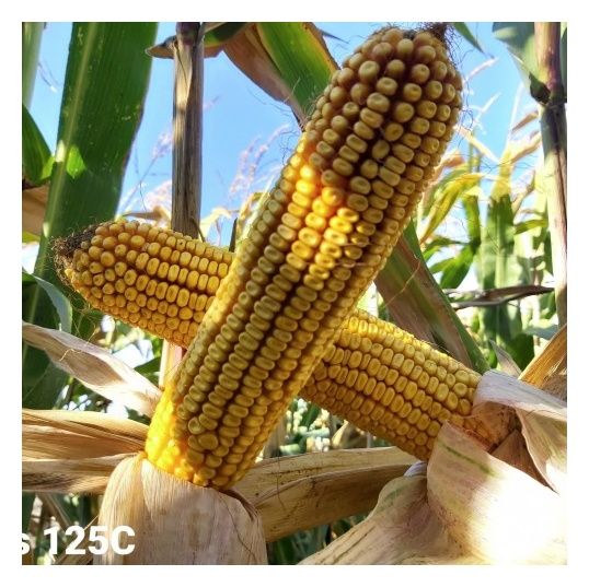 Kukurydza Mas 125.C F1 50 tyś C1 Korit Maisadur