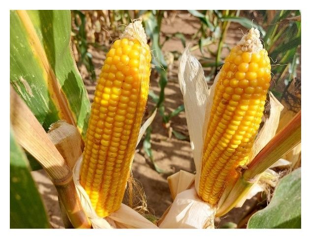 Kukurydza Mas Starlord F1 50 tyś C1 Korit Maisadur