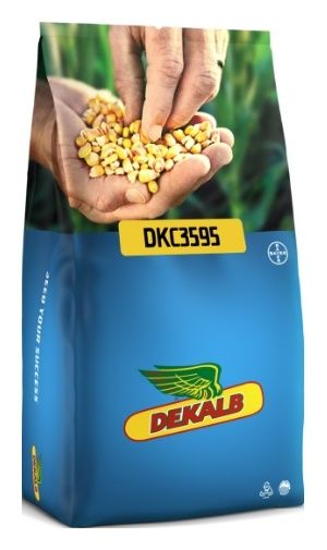 Kukurydza DKC 3595 F1 50 tyś C1 + B360 Bayer