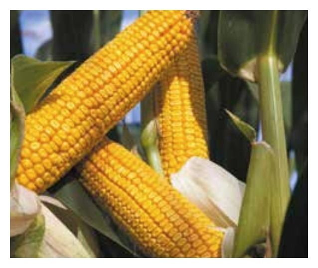 Kukurydza DKC 3719 F1 C1 50 tyś + B360 Bayer