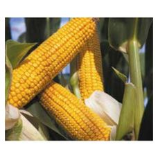 Kukurydza DKC 3719 F1 C1 50 tyś + B360 Bayer