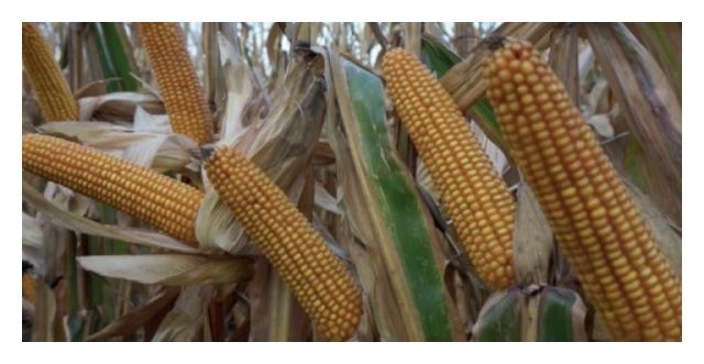 Kukurydza SY Pandoras F1 50 tyś C1 Syngenta