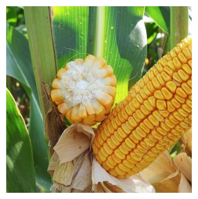 Kukurydza KWS Aldo F1 50 tyś C1 KWS