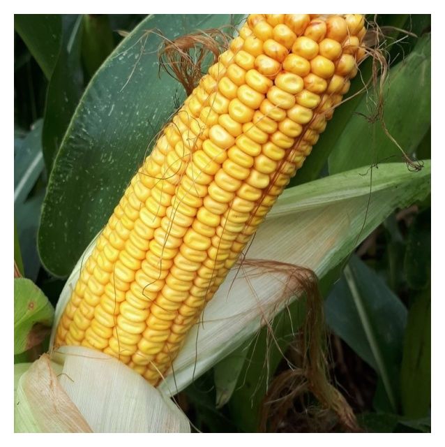 Kukurydza KWS Camillo F1 50 tyś C1 KWS