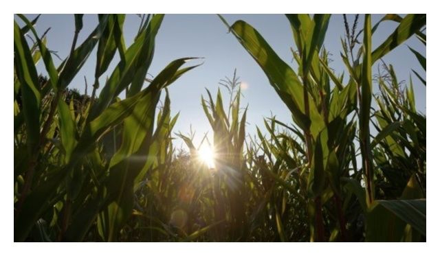 Kukurydza  Emporio F1 a 50 tys C1 Korit KWS