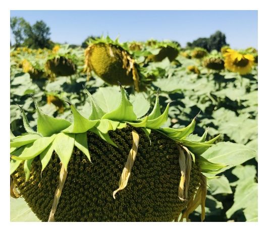 Słonecznik Mas 804.G 150 tyś C1 Maisadur