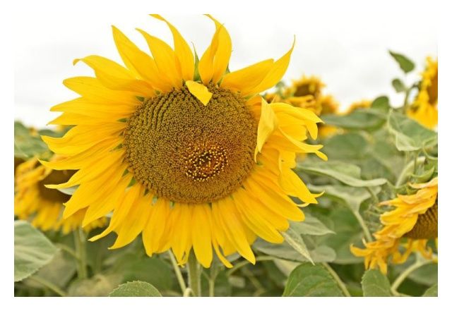 Słonecznik Velko 150 tyś C1 Saaten Union