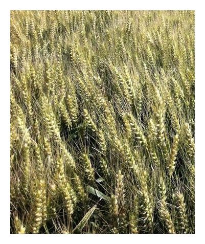 Pszenica zwyczajna jara Quintus C1 BB 1000Kg Top Farms