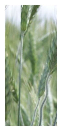 Pszenżyto jare Dublet C1 W 1000Kg Top Farms