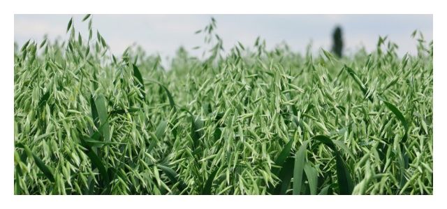 Owies jary Rambo C1 BB 1000 Kg