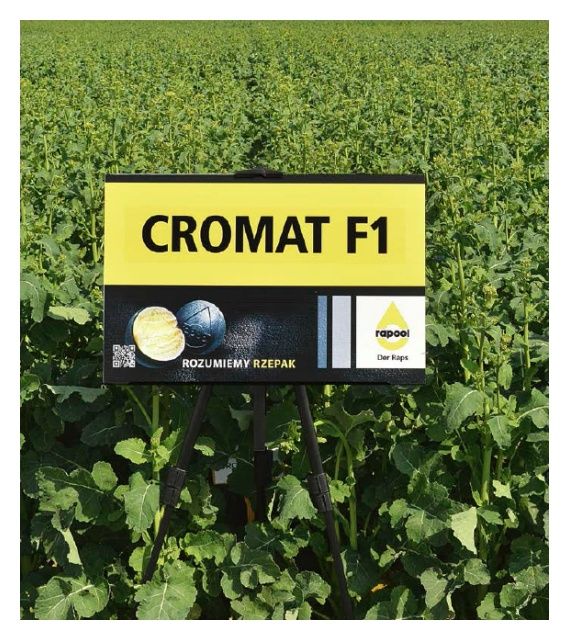 Rzepak ozimy Cromat F1 C1 Rapool