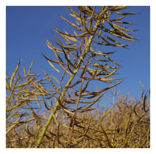 Rzepak ozimy Kombia F1 C1 Scenic Gold + Buteo Start Maisadour