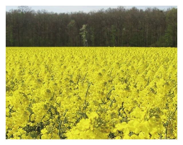 Rzepak ozimy SY Cornetta F1 C1 Buteo Start Syngenta
