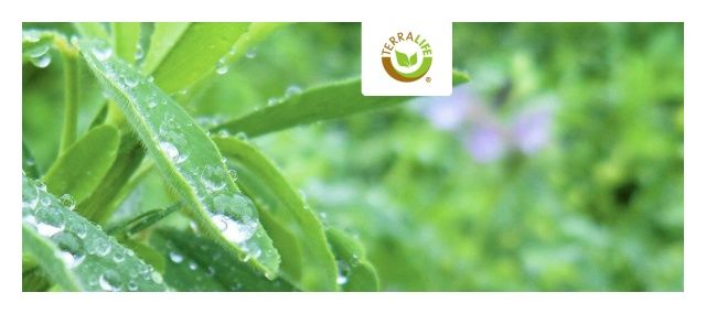 Mieszanka międzyplonowa Terralife Brassicapro 25Kg DSV