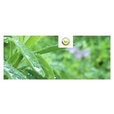 Mieszanka międzyplonowa Terralife AquaPro 25Kg DSV