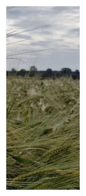 Jęczmień ozimy Bordeaux C1 BB 1000Kg Danko