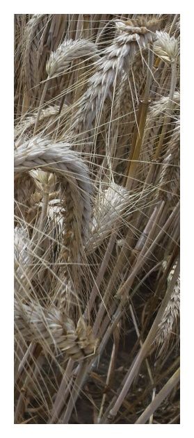 Pszenżyto ozime Tributo C1 BB 1000Kg