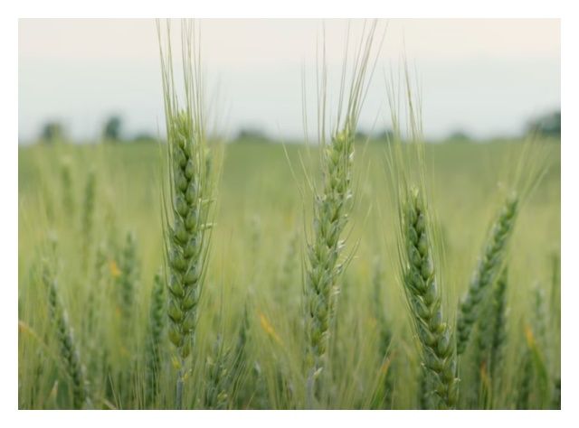 Pszenica zwyczajna ozima Foxx C1 620 tyś