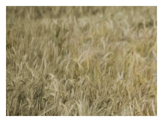 Jęczmień ozimy Bianca C1 1000Kg