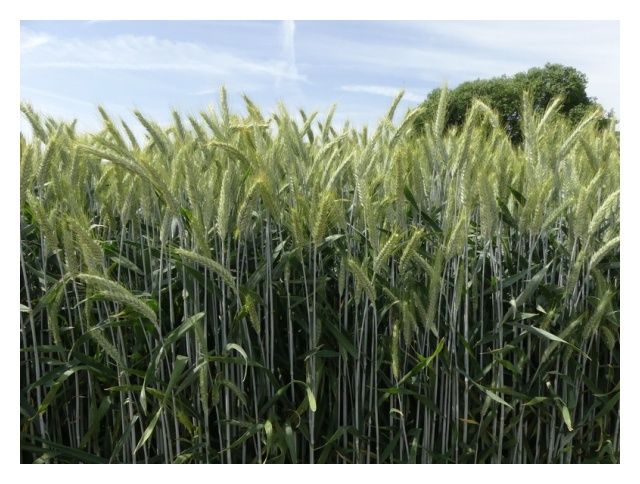 Pszenżyto ozime SU Favonius C1 BB 1000Kg Saaten Union