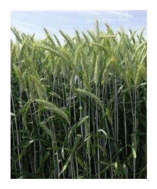 Żyto ozime Dańkowskie Kanter C1 1,5 mln Top Farms