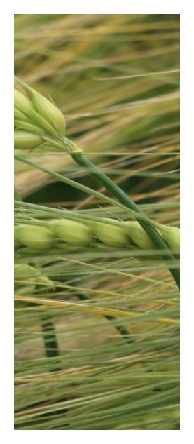 Jęczmień ozimy Return C1 BB 1000Kg Danko