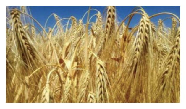 Jęczmień ozimy RGT Mela C1 BB 1000Kg RAGT