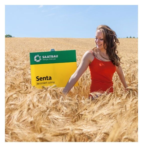 Jęczmień ozimy Senta C1 W 1000Kg Saatbau
