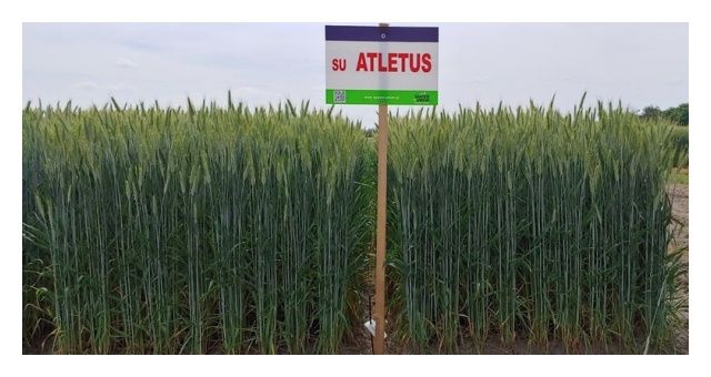 Pszenżyto ozime SU Atletus C1 W 1000Kg Saaten Union