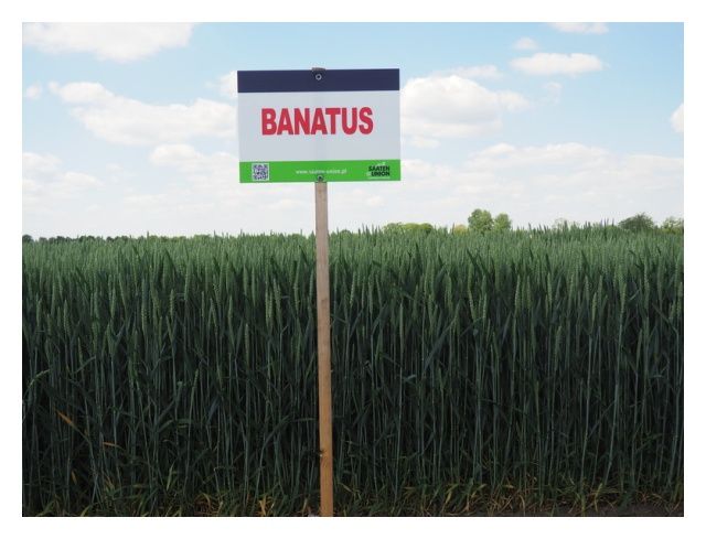 Pszenica zwyczajna ozima SU Banatus C1 BB 1000Kg Saaten Union