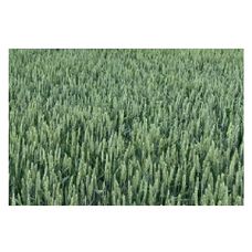 Pszenica zwyczajna ozima RGT Cayenne C1 BB 1000Kg RAGT