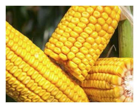 Kukurydza DKC 3937 F1 C1 +B360 50 tyś Bayer