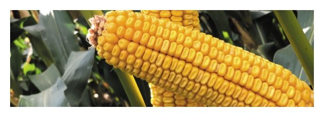 Kukurydza DKC 2788 F1 C1 50 tyś Bayer