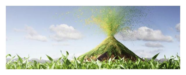 Kukurydza LG 31.245 F1 C1 Starcover Active + Force 50 tyś Limagrain