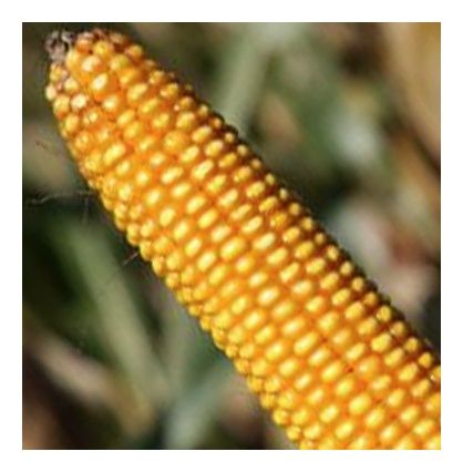 Kukurydza Kristallo F1 C1 Optiplus 50 tyś Saatbau