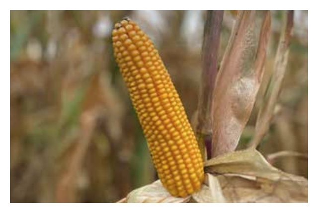 Kukurydza Spinetto F1 C1 50 tyś Optiplus Saatbau