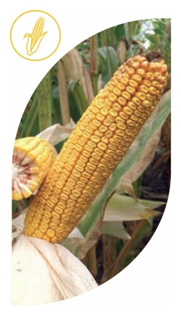 Kukurydza SE 2461/SY Olivia F1 C1 50 tyś Syngenta